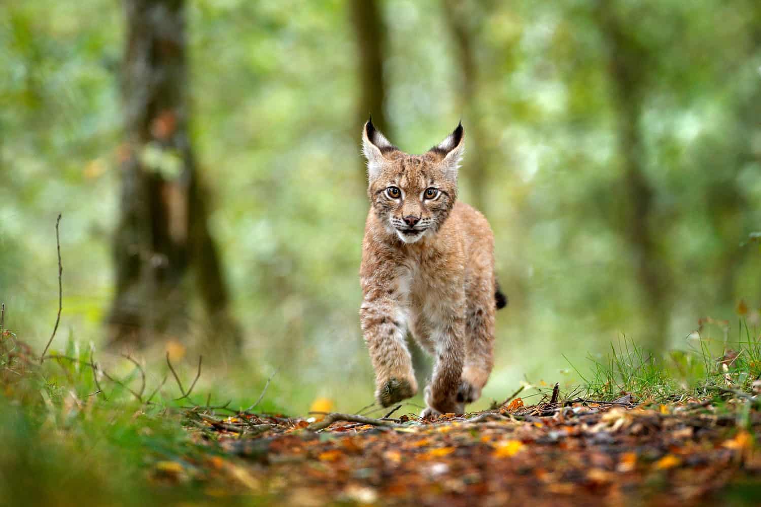 Young Lynx in green forest. Wildlife scene from nature.