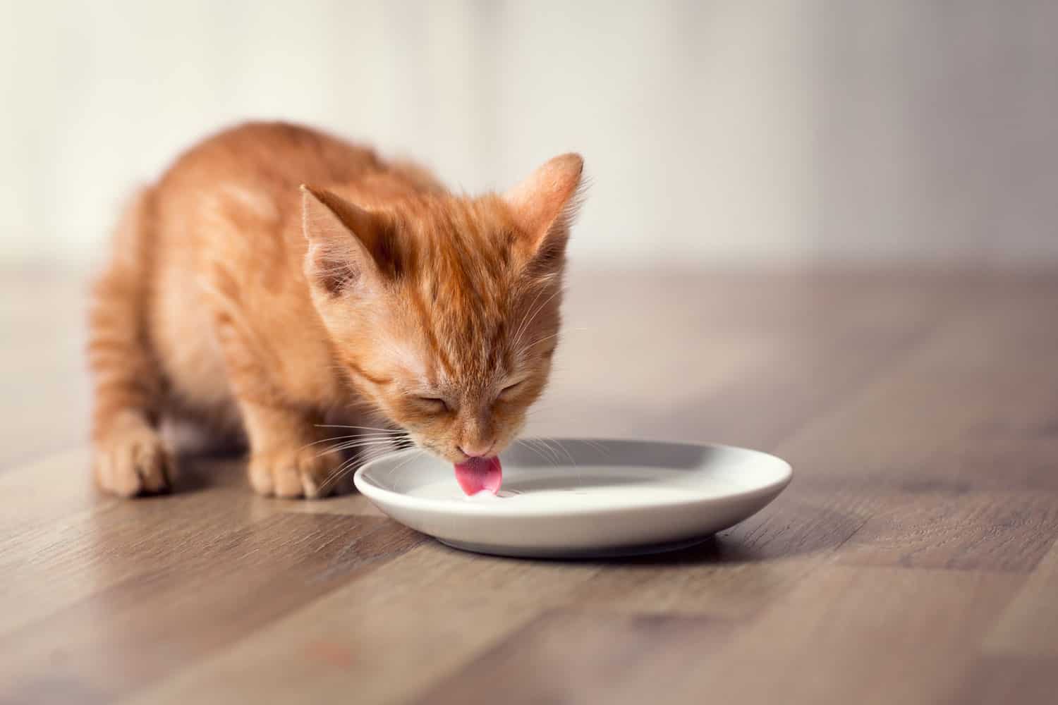 Ginger cat drinking cat milk