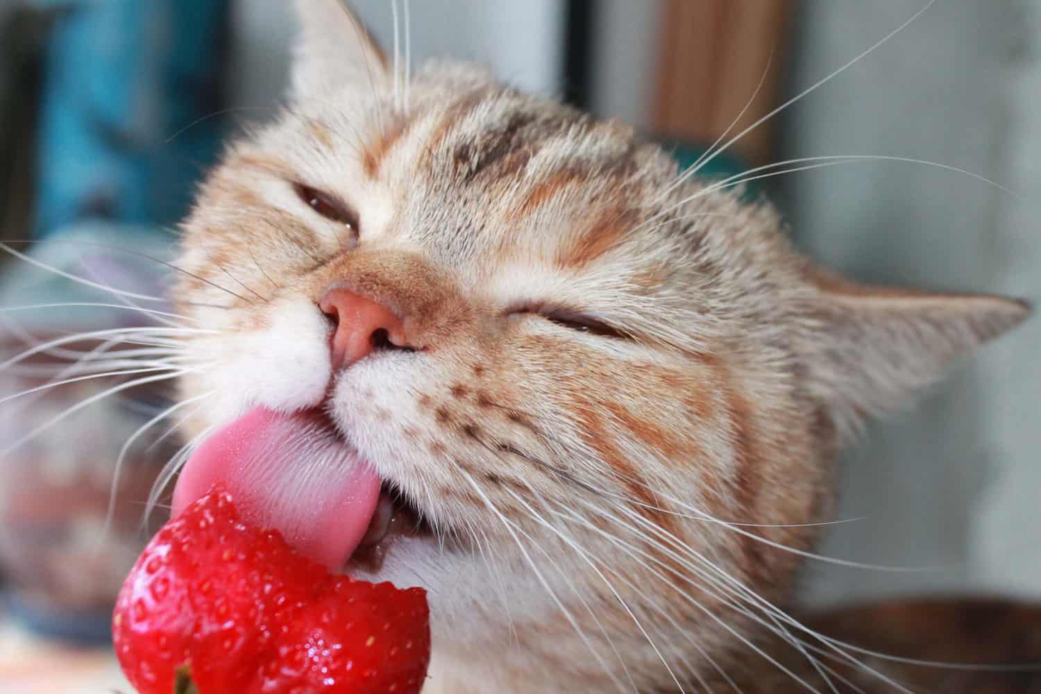A cat licking a delicious strawberries