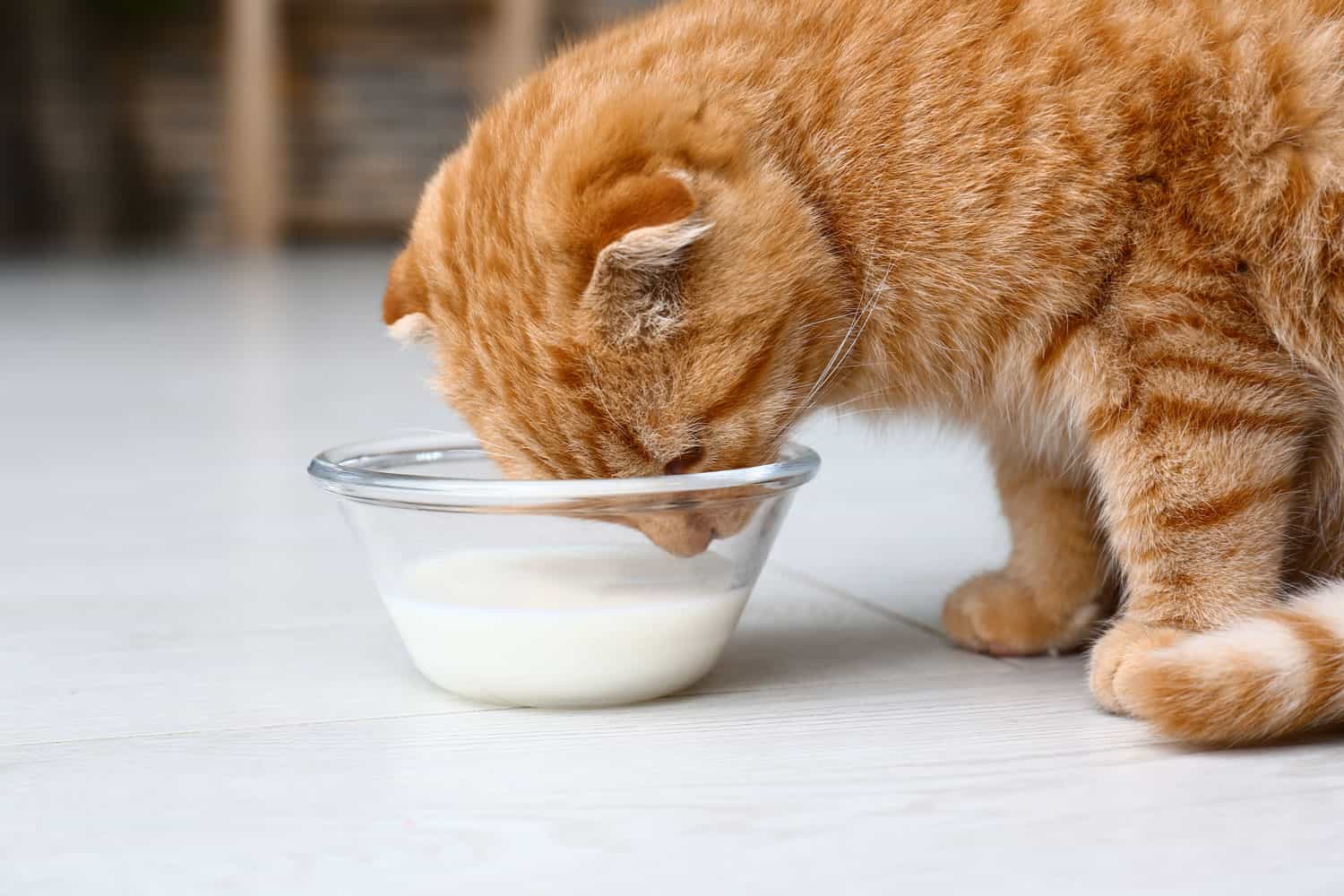 Cute ginger cat drinking milk