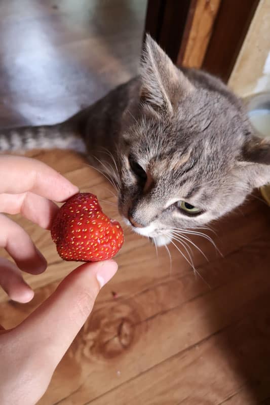 Giving a cat a delicious strawberry
