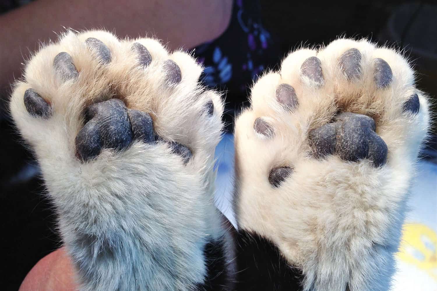 Polydactyl paws of a cat