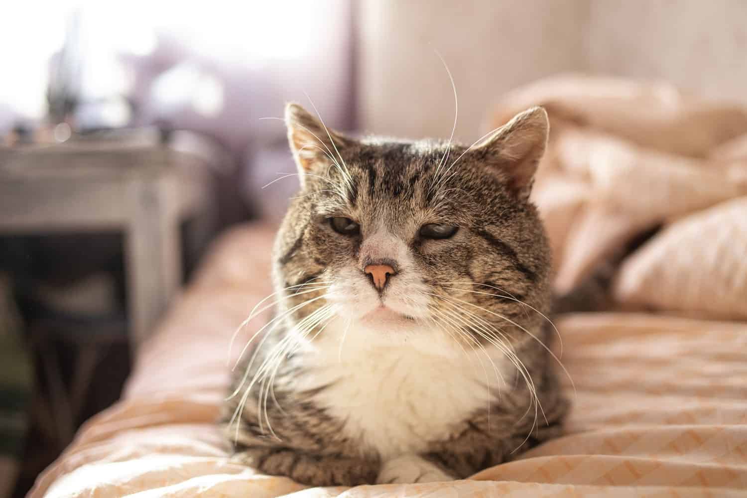 A tired old cat resting on the bed