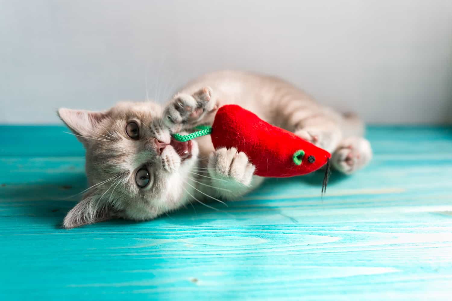 A cute cat kitten playing with his toy