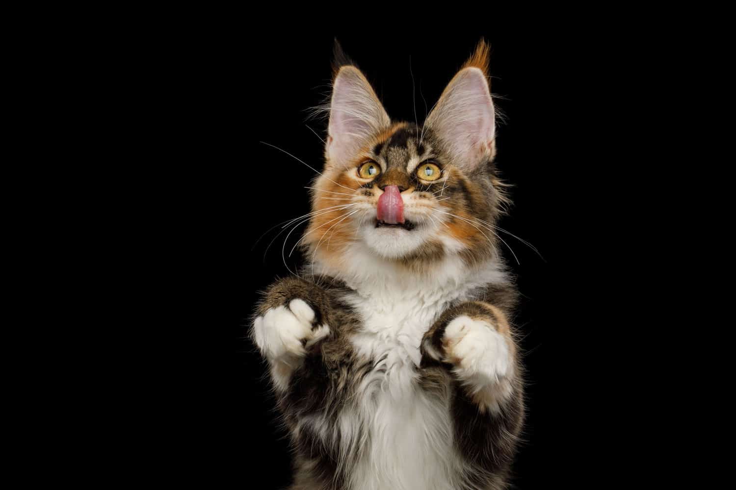 A polydactyl Maine Coon cat on a black background