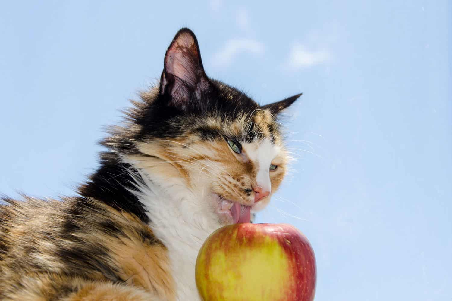 calico cat licking apple