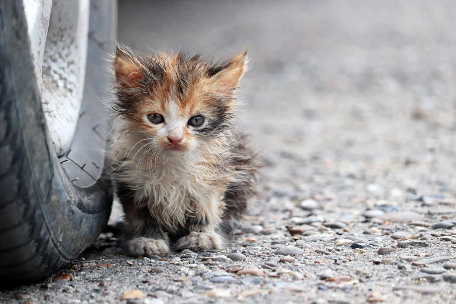 A stray kitten lying next to the car tire