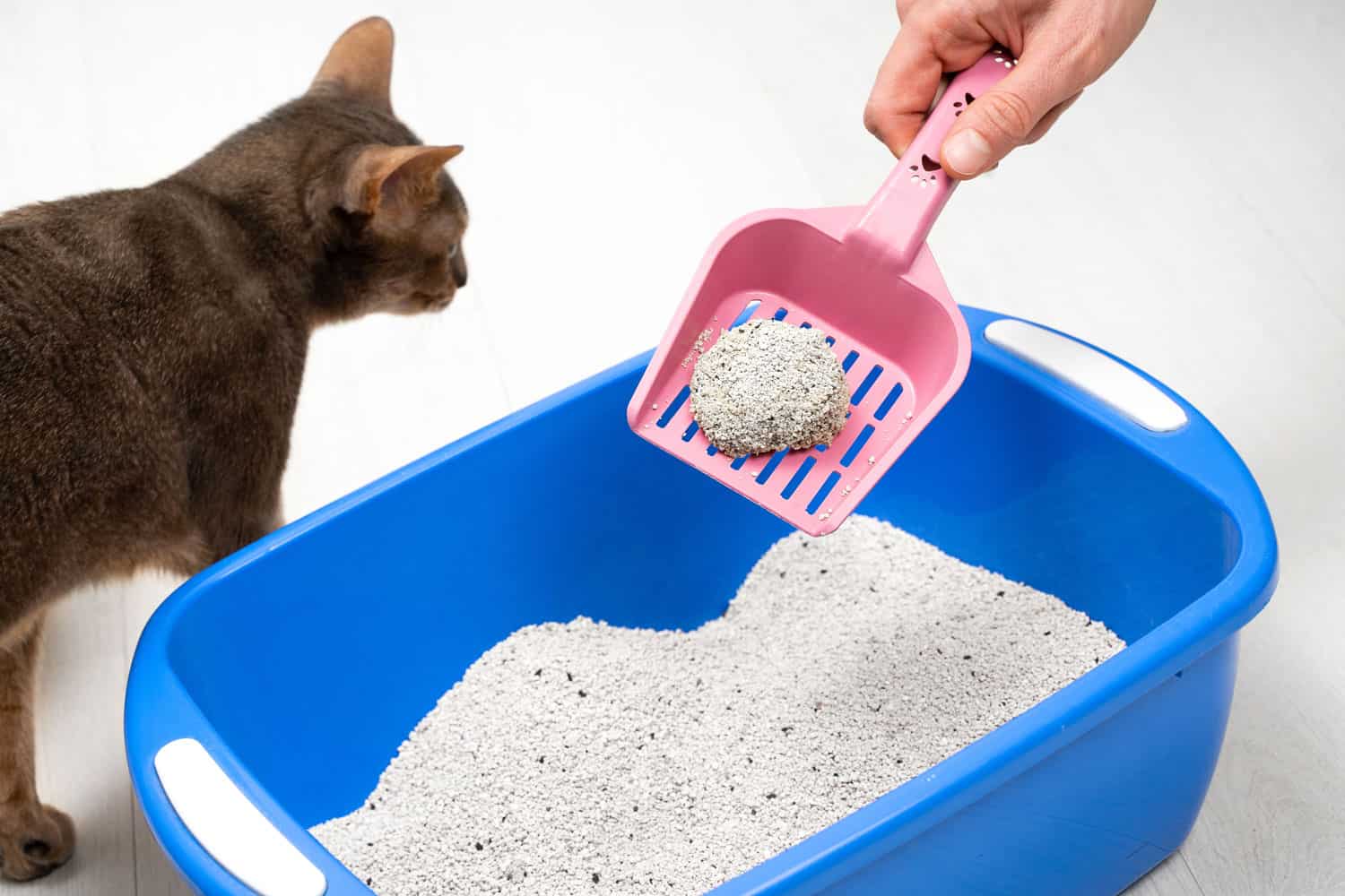Man cleaning cat litter tray at home, closeup. Cute blue Abyssinian cat sits by the Bright pet tray and watches the process