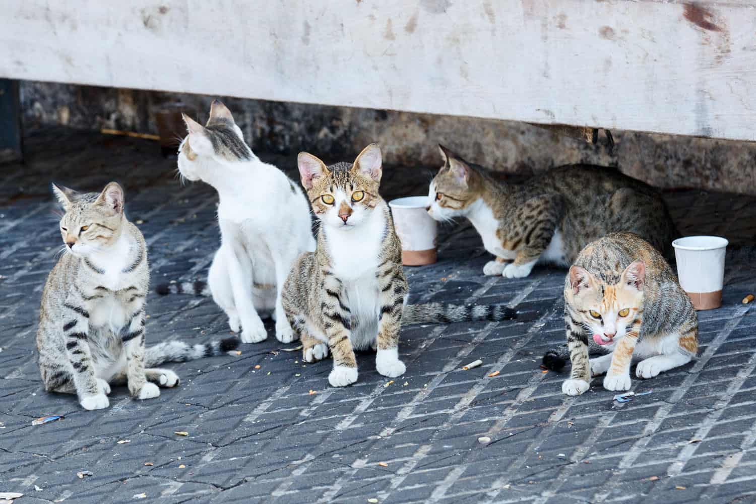 A large pack of stray cats
