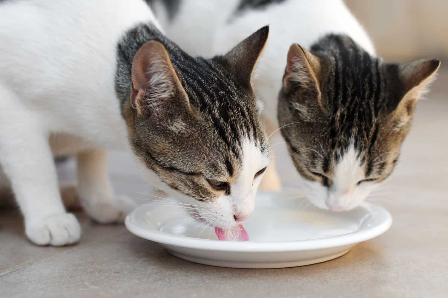 Two cats drinking milk in the kitchen