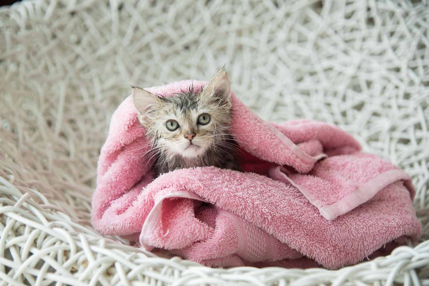 A newly bathed kitten wrapped in pink cloth
