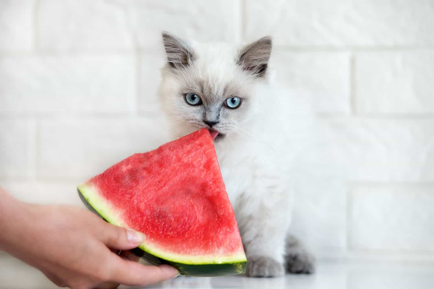 Cat licking watermelon