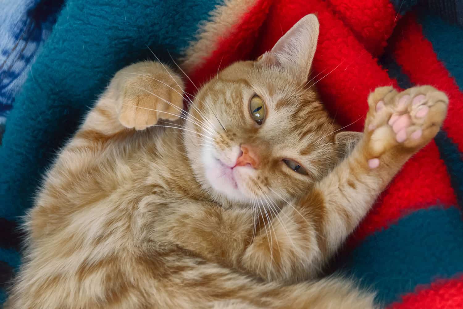 A cute poly ginger cat with polydactyl abnormalities