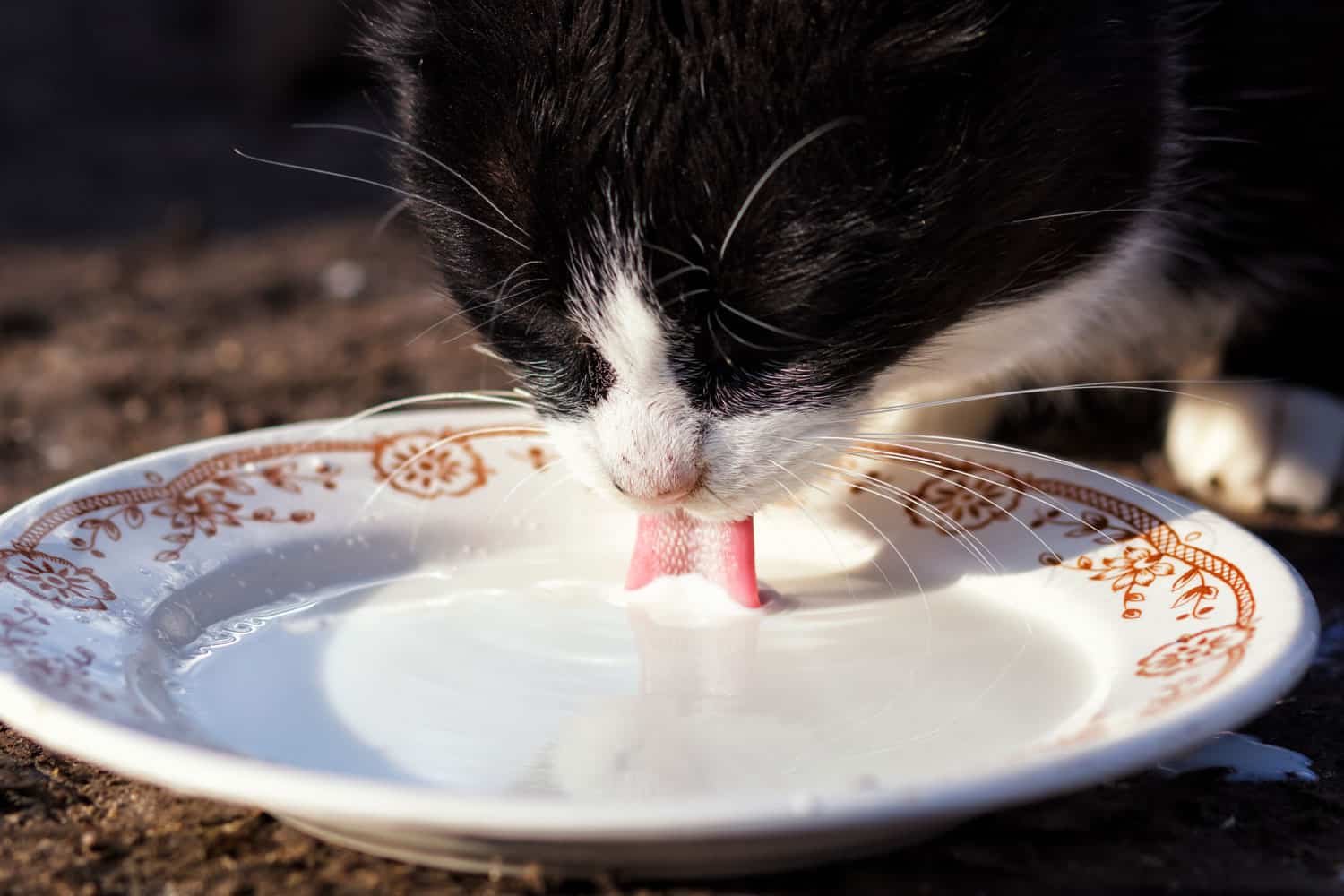 A black cat drinking milk 