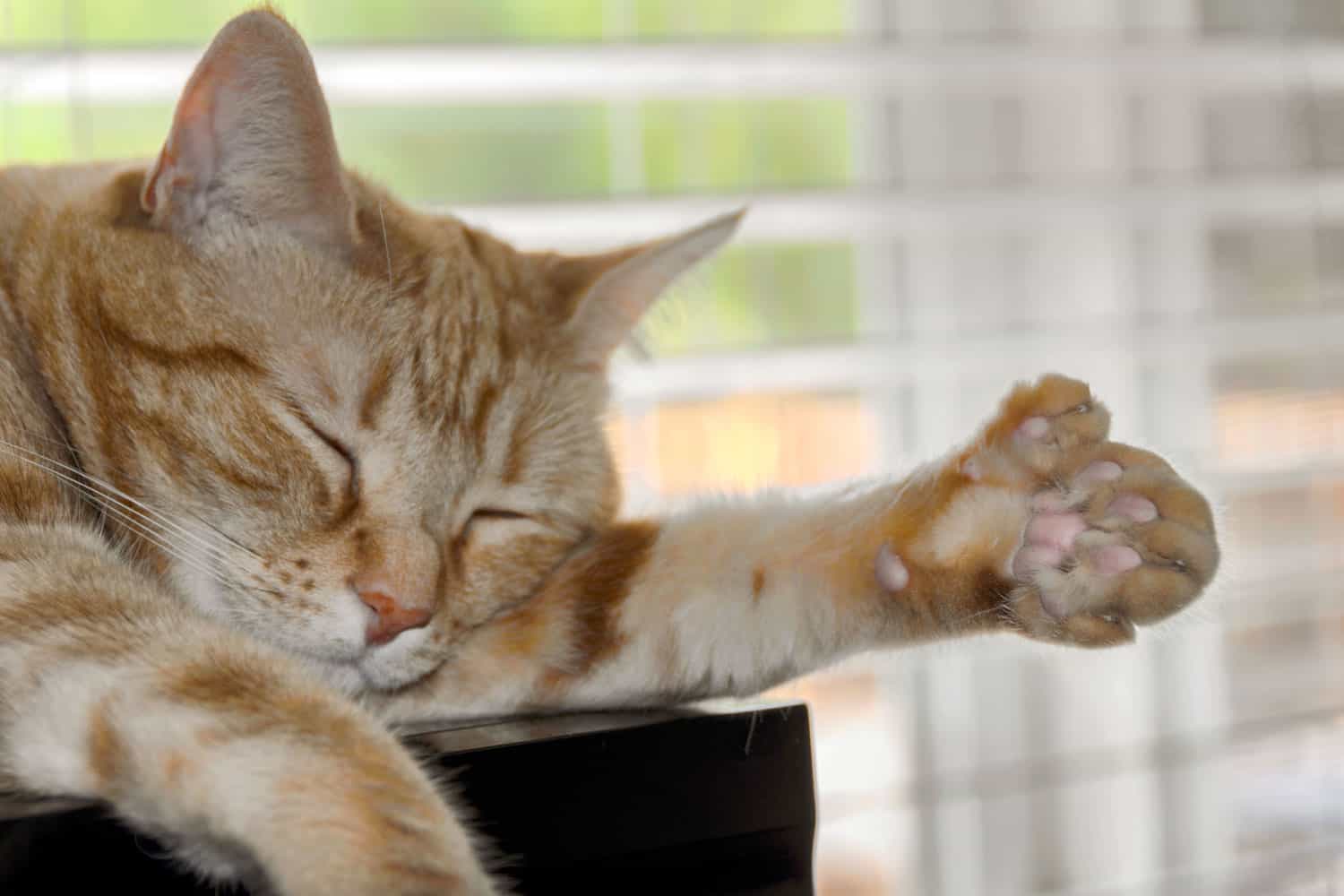 A sleeping cat with a polydactyl hand