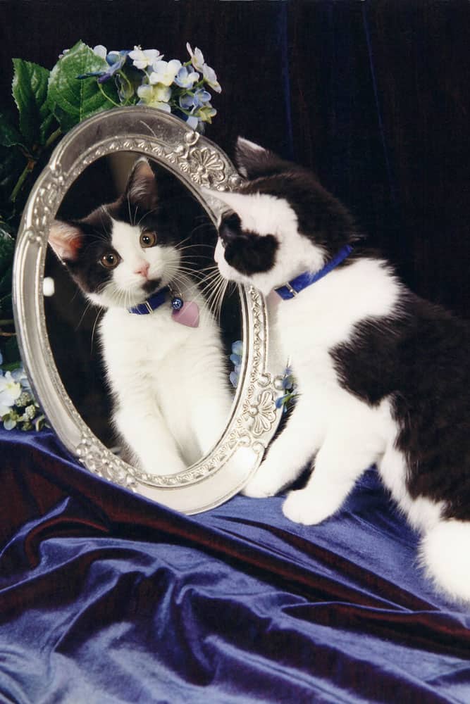 A small tuxedo cat looking at himself from the mirror
