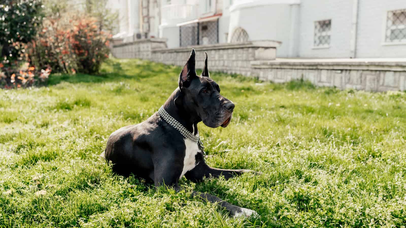 A black Great Dane is sitting in the city, posing in front of the camera with a serious look