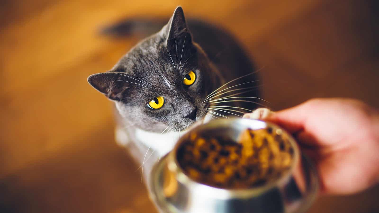 A cute grey domestic hungry cat with yellow eyes ask for dry food, which is in a bowl in the person's hand. Feeding a pet.