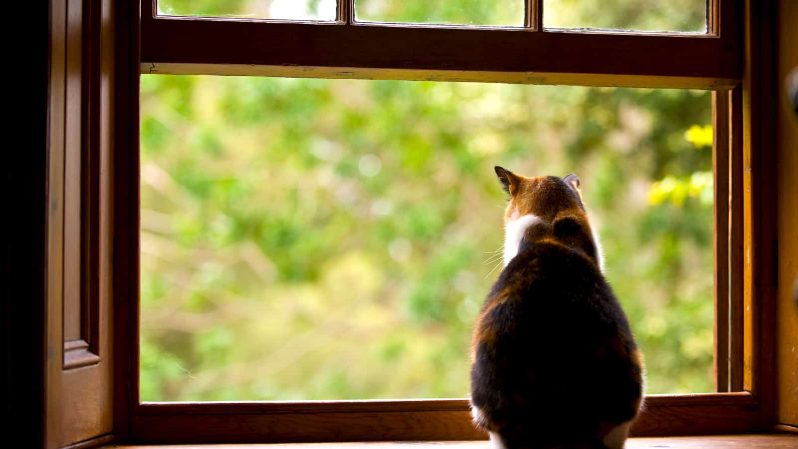 A fat cat sitting on a window sill looking outside.