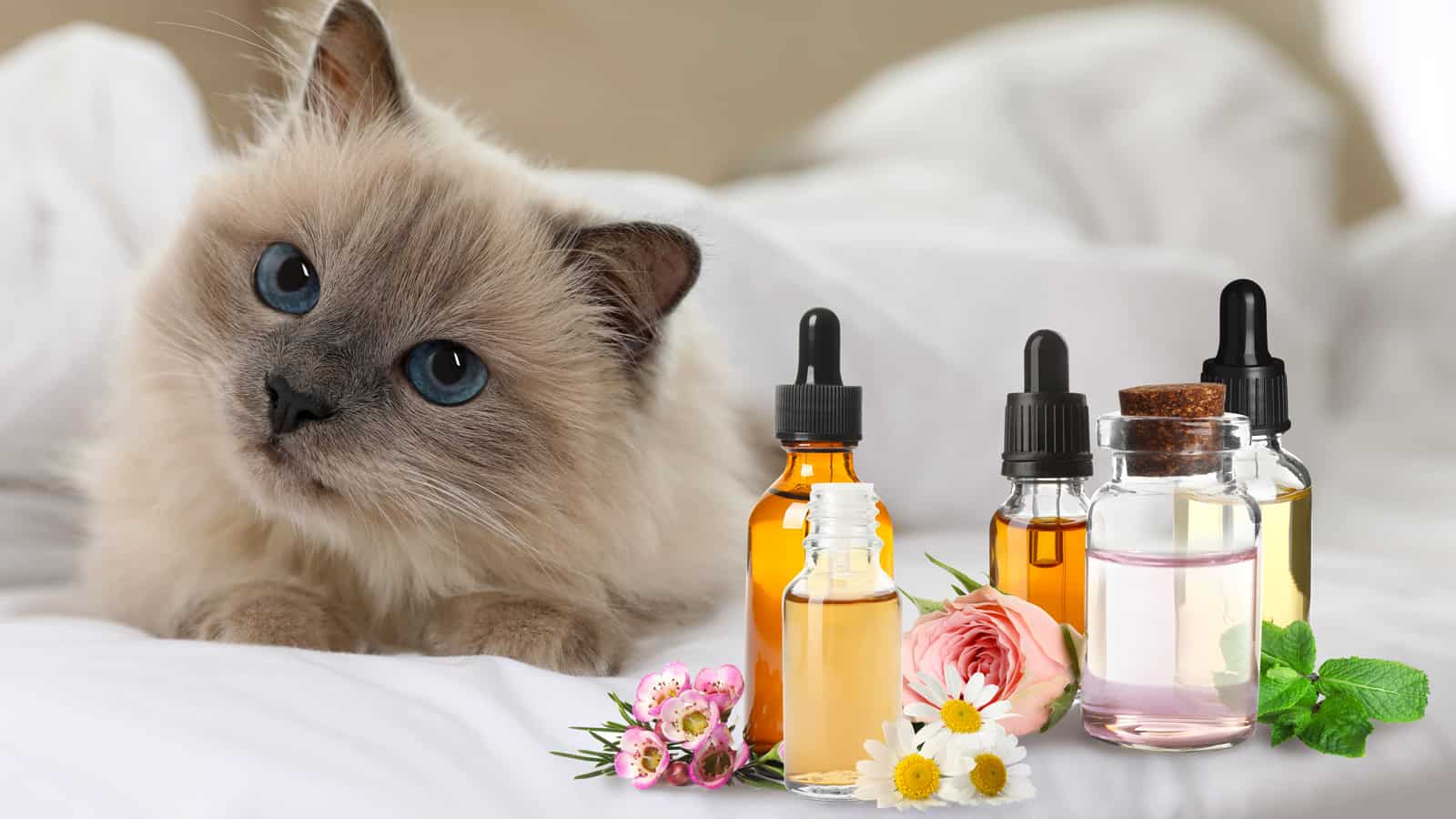Aromatherapy for animals. Household  essential oils and cute cat on bed