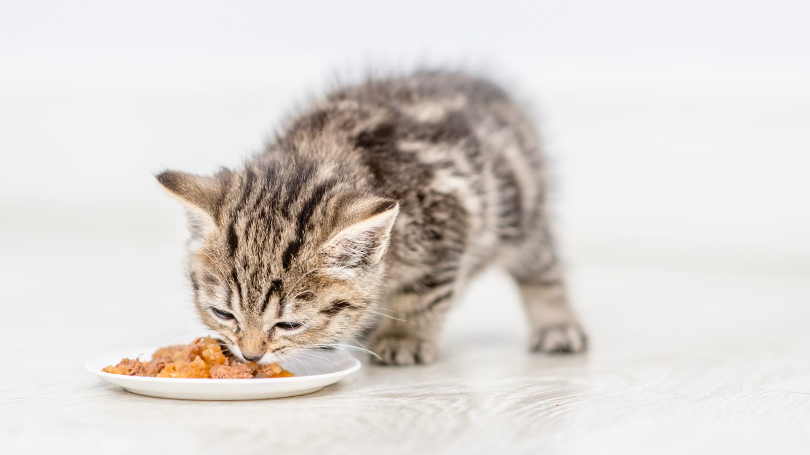 Baby kitten eating food from a plate at home