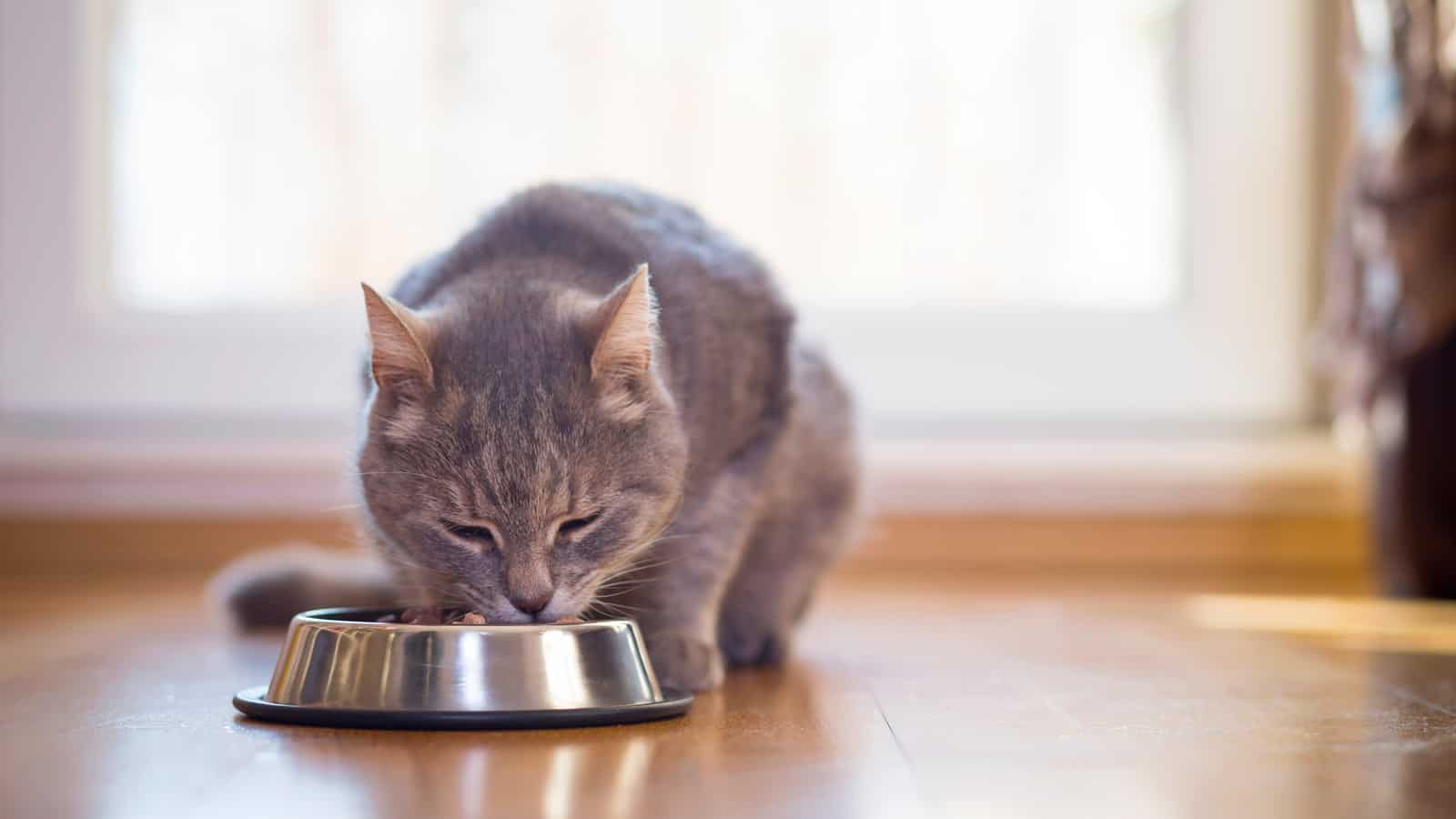 Beautiful tabby cat sitting next to a food bowl, placed on the floor next to the living room window, and eating. Selective focus
