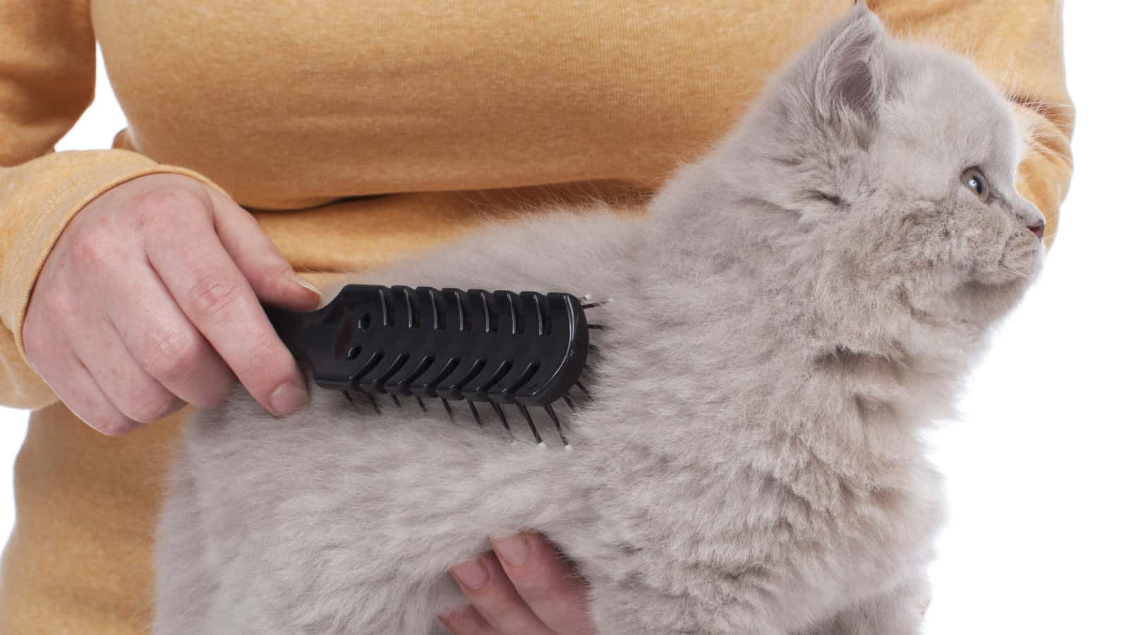 British short hair kitten gets grooming
