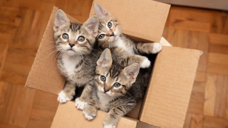 Brown tabby cat kittens in cardboard box 1600x900