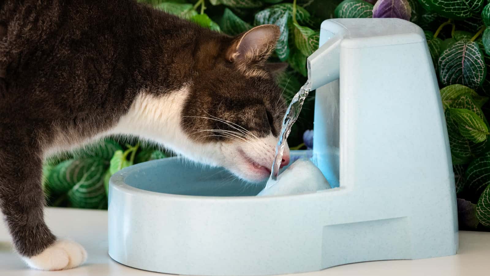 Cat drinks clean water from water dispenser. Cat water fountain. Pet thirst. Dehydration in a cat.