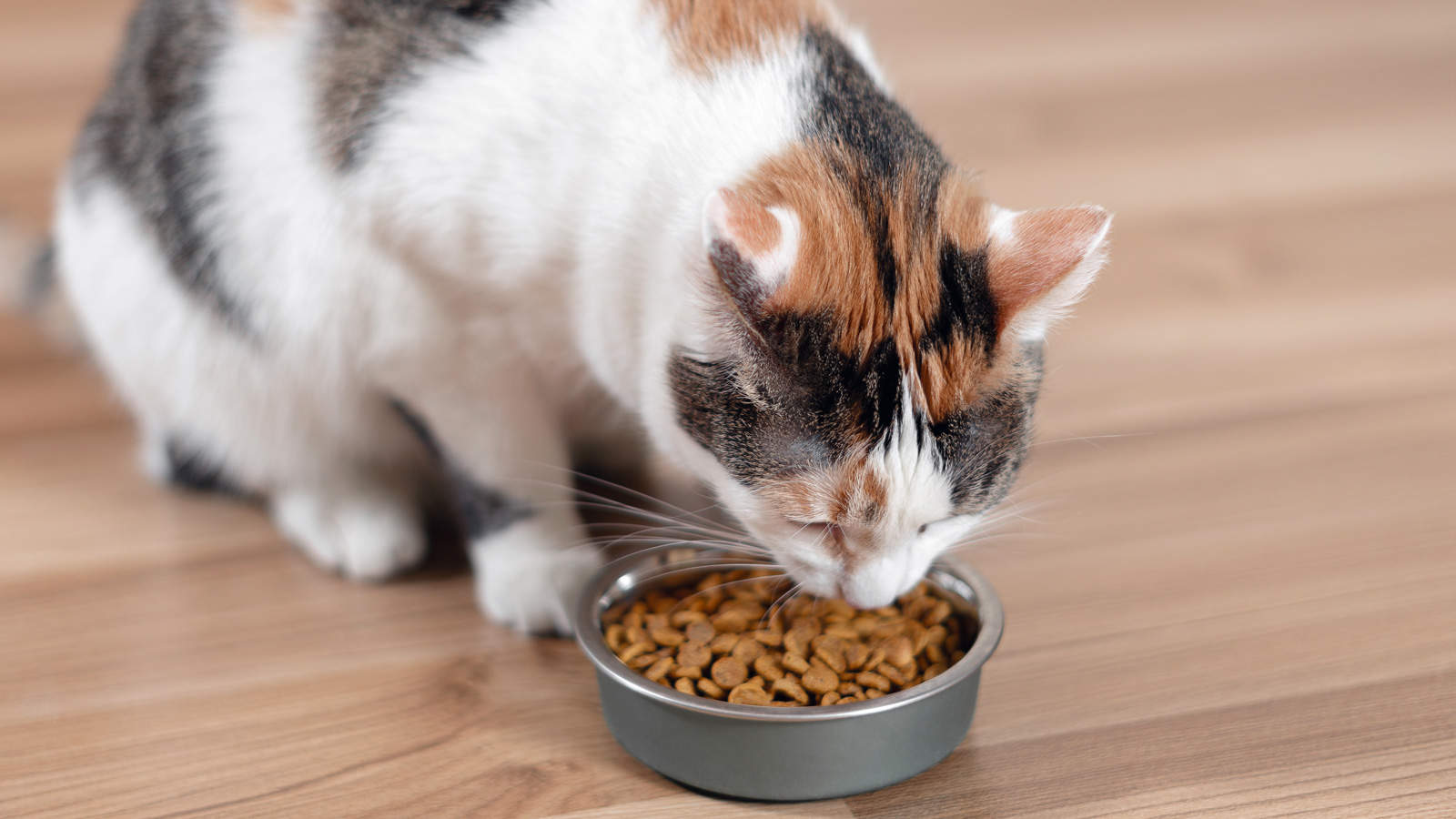 Cat eats from a bowl of dry food.