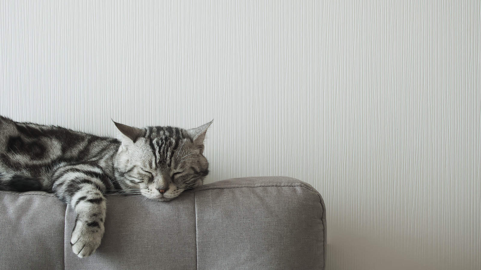 Cat sleep calm and relax on cloth sofa gray color, American shorthair classic silver, Backdrop of White wallpaper in living room with copy space, Pets with Furniture and Home decoration minimal style.