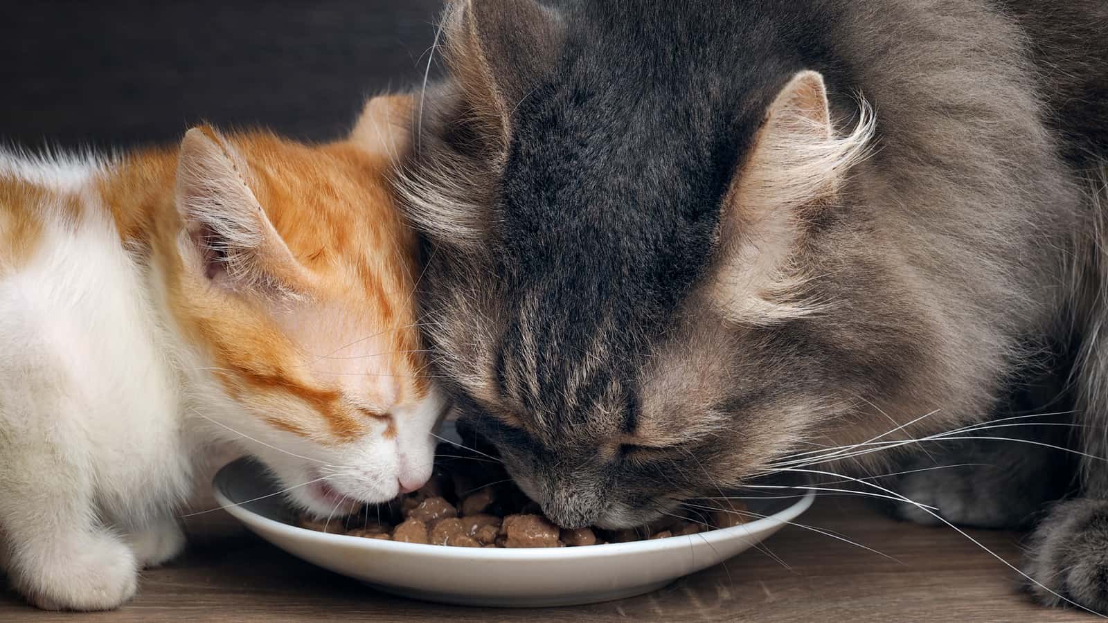 Cats eat cat food. Big cat and small kitten eating pieces of meat from the plate. Snouts large cats. Food for adult cats and kittens. Gray cat and kitten white with red