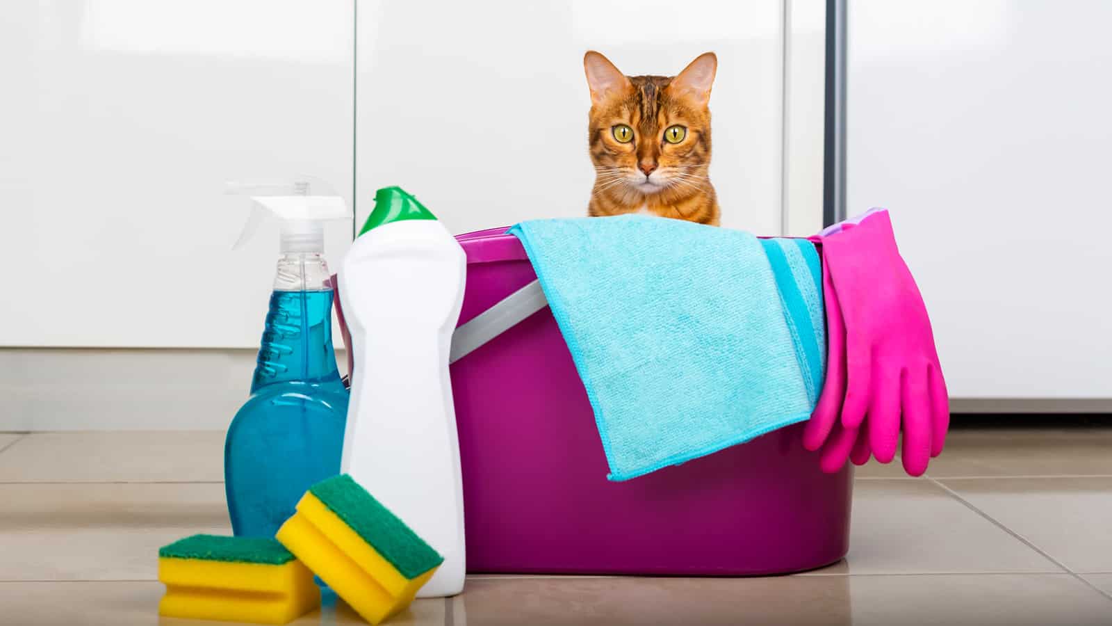 Household cleaning products and tools on the floor. The cat looks out of the bucket. Cleaning concept