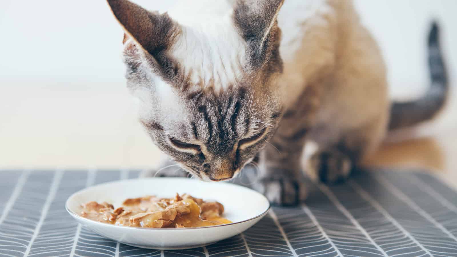 Close-up of a tabby cat eating canned cat food from white ceramic plate placed on the floor