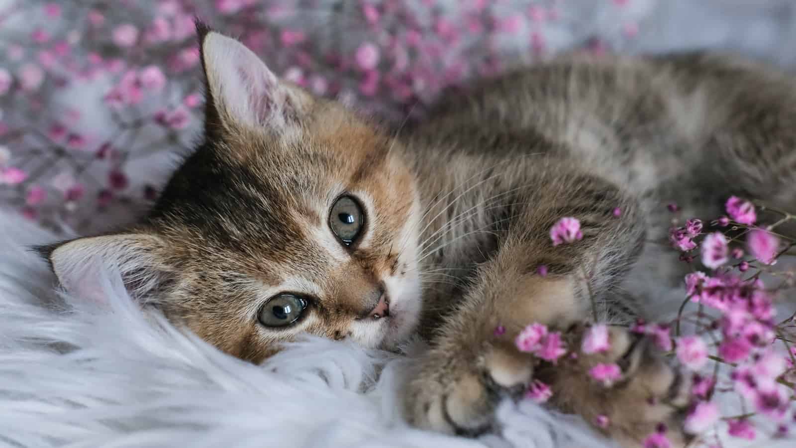 Cute Scottish Straight kitten and pink flowers on a white blanket