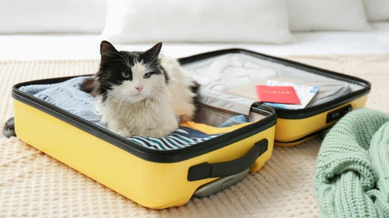 Cute cat sitting in suitcase with clothes and tickets on bed 1600x900