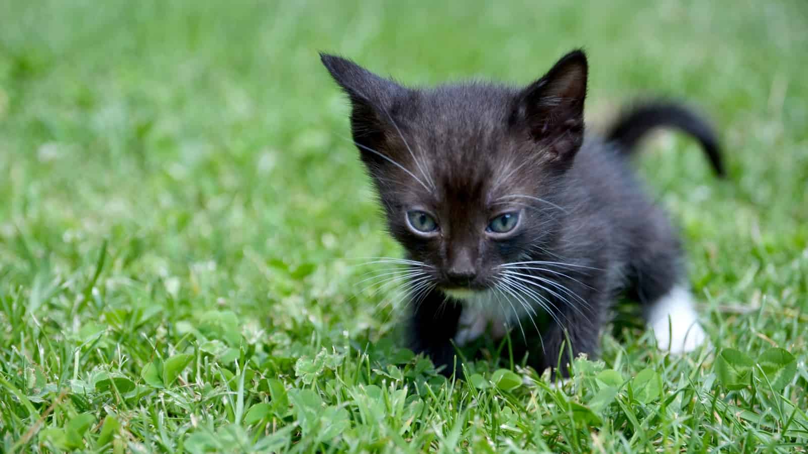Cute fluffy black white kitten on green grass background