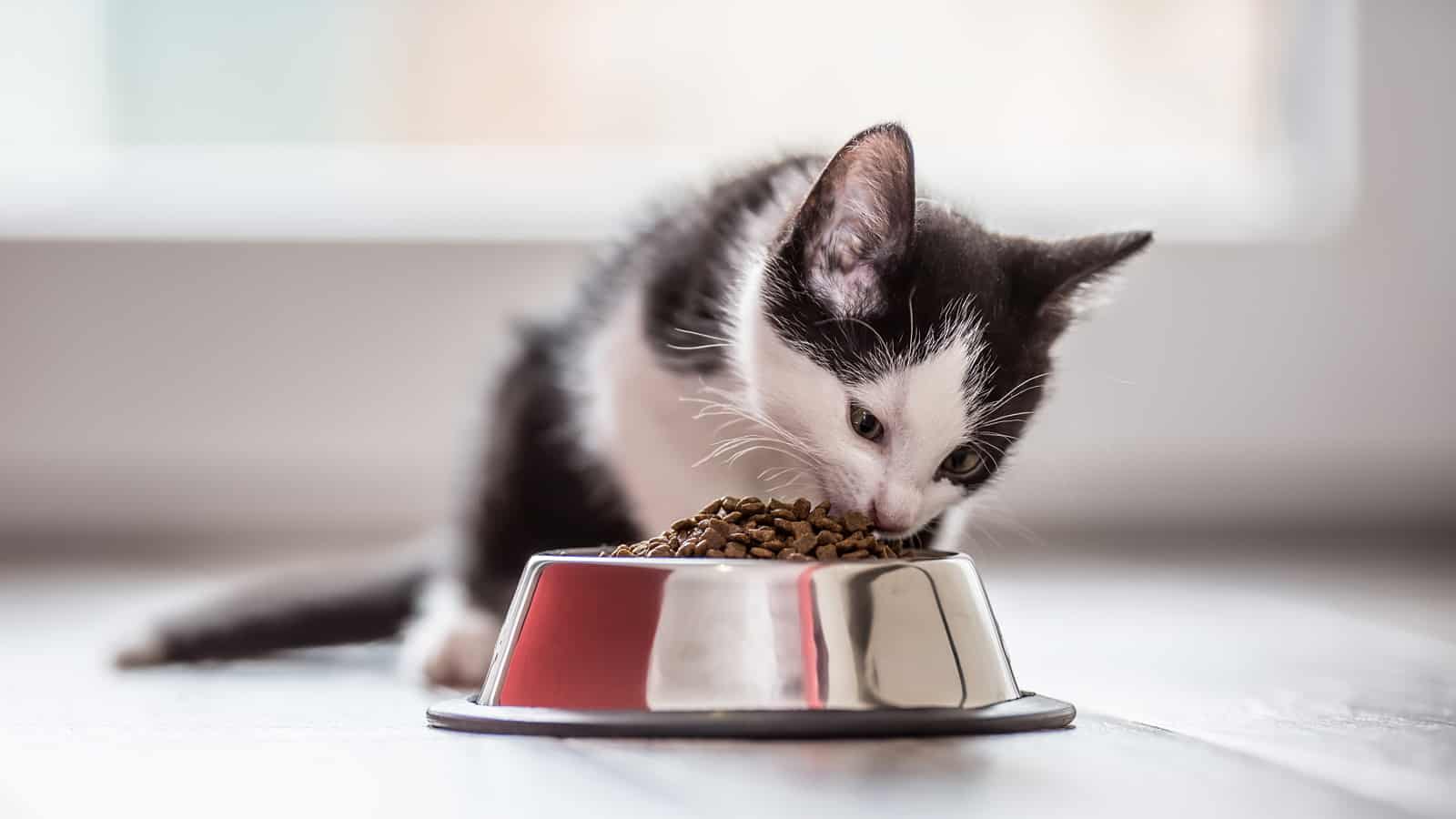 Cute little kitten with a bowl of granules at home or in indoor.
