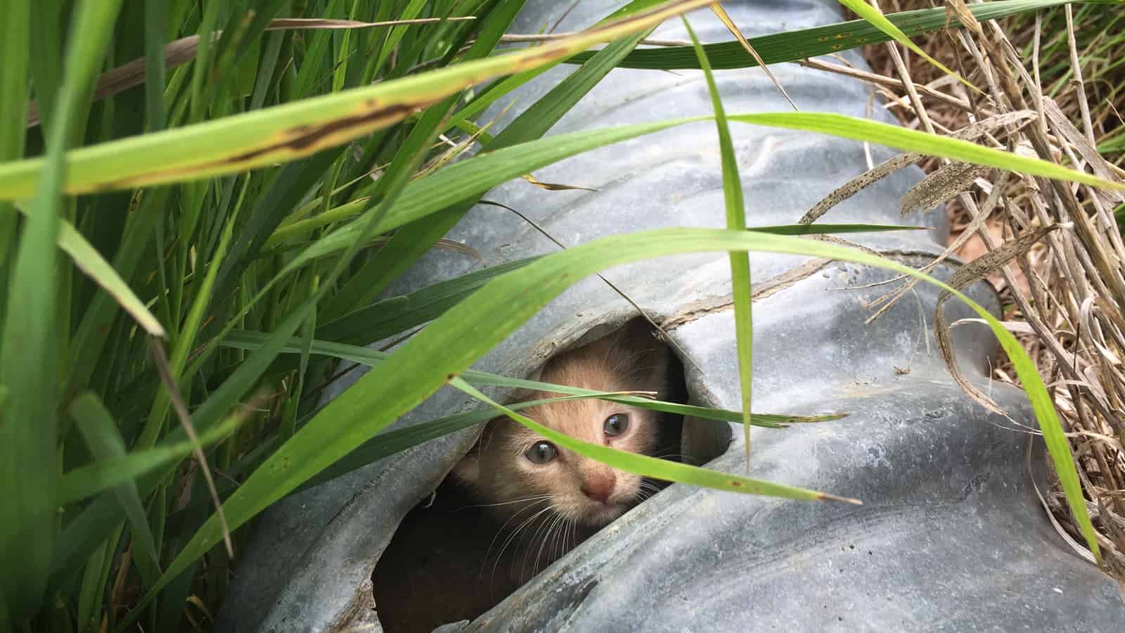 Feral kitten trapped in a drain pipe