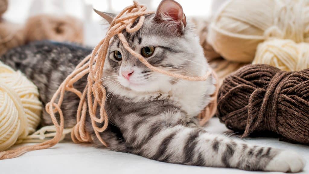 Fluffy cute gray cat lies among skeins of yarn, plays fun, tangled up threads