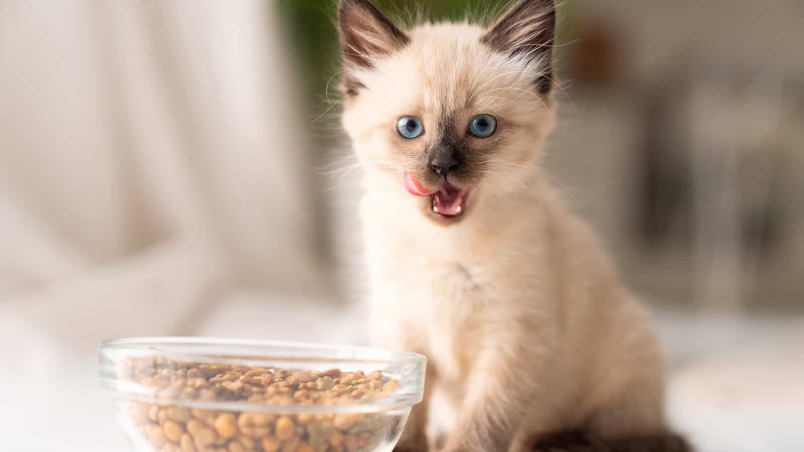 Funny little fluffy kitten eats dry food from a bowl; overfeeding