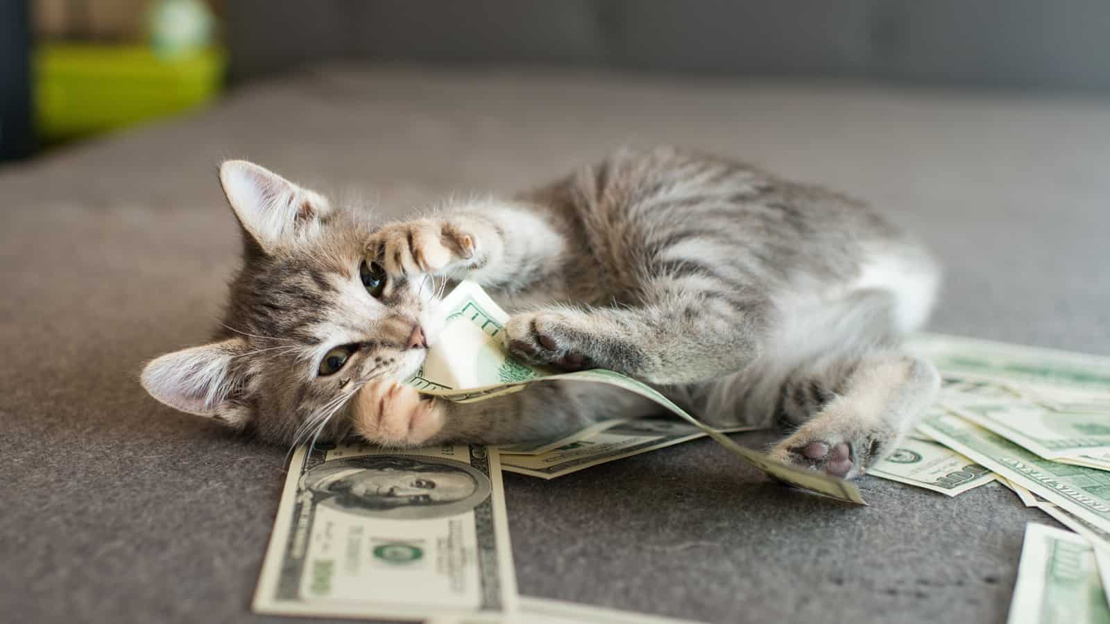 Gray Kitten with Money
