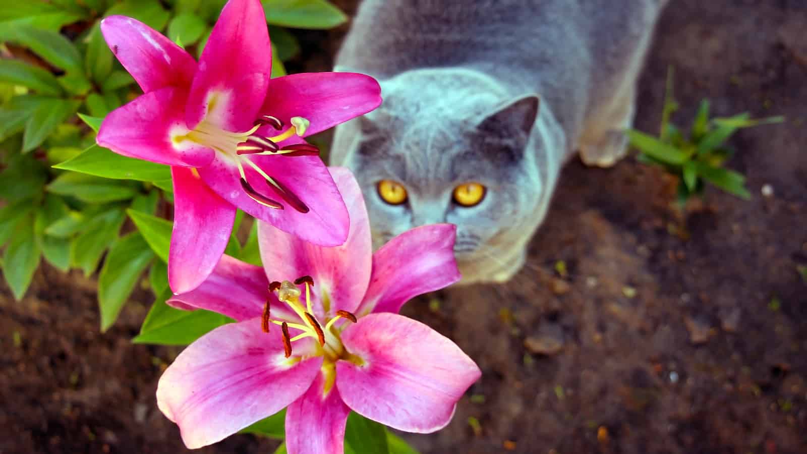 Gray cat in the lily flower garden. The Scottish cat breed loves to walk and eat fresh pink large flowers.