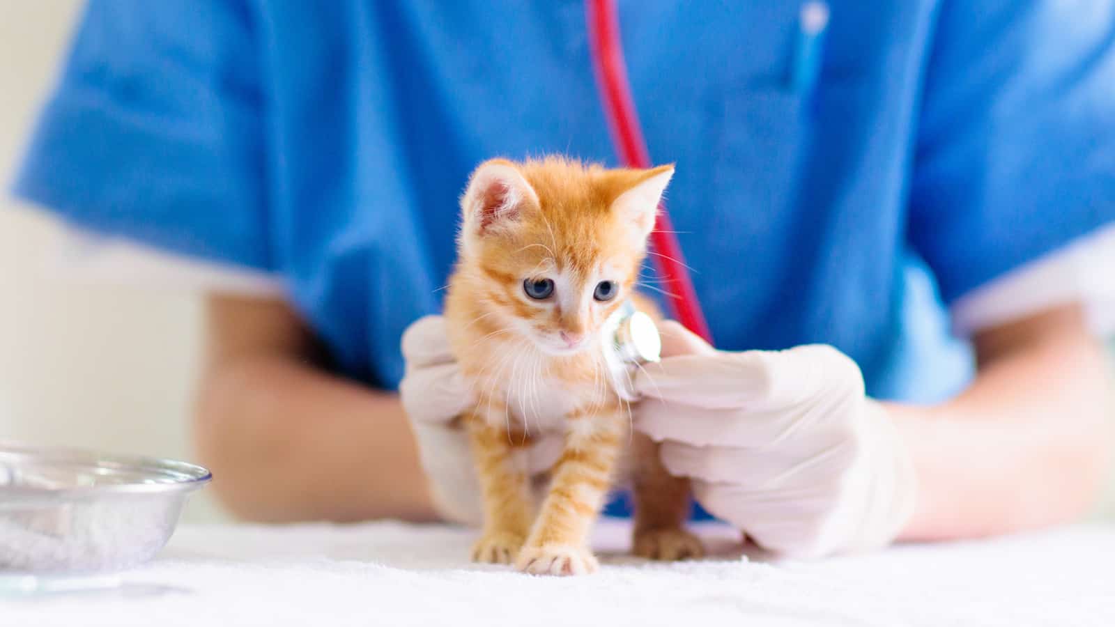 Kitten at veterinarian doctor.