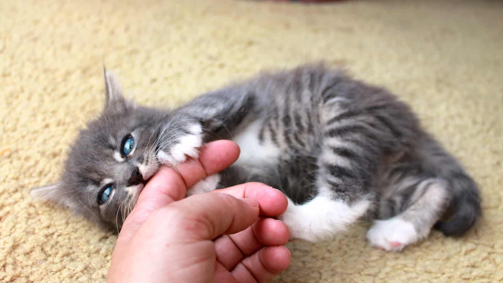 Kitten eating human finger
