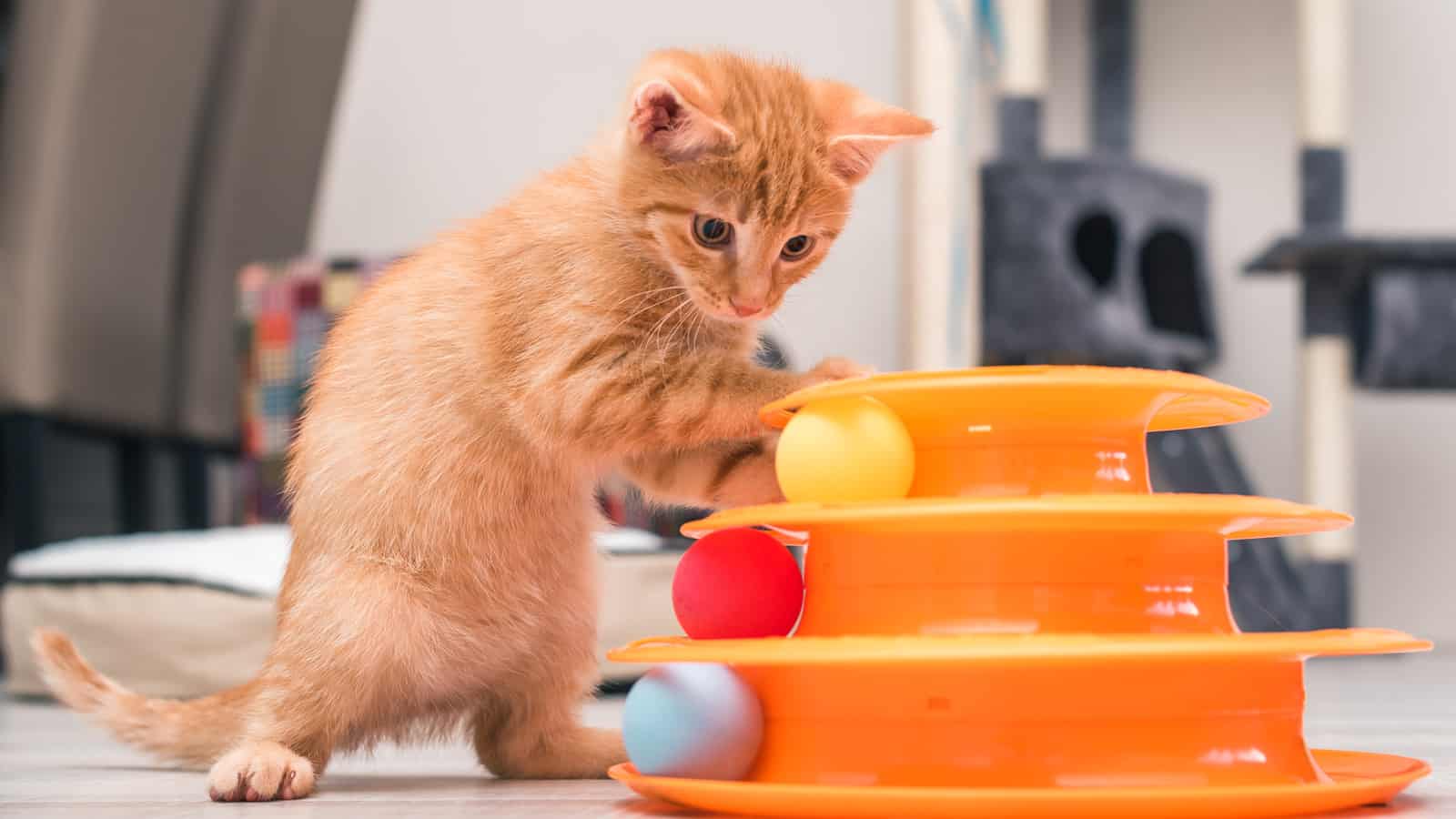 Kitten is playing with his toy, spiral tower with balls
