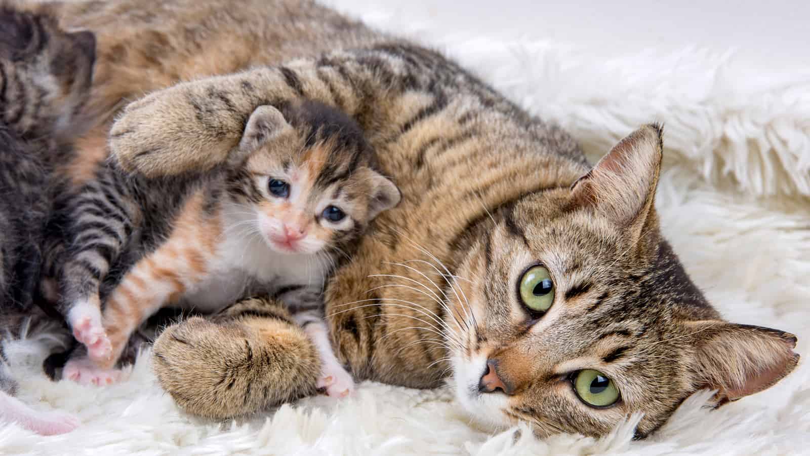 Mom cat (mother cat) and baby cat (kitten)  in one frame