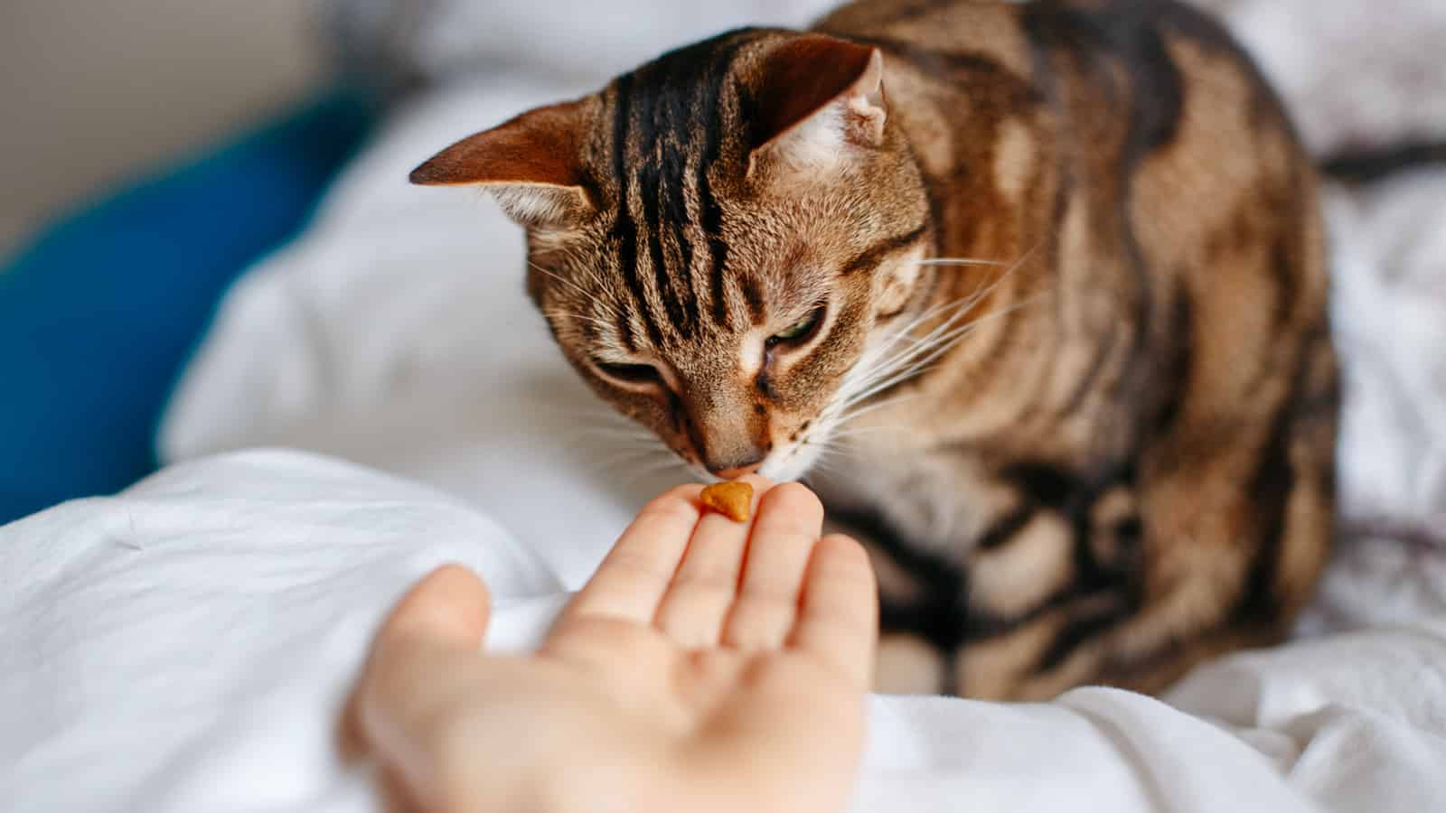 Pet owner feeding cat with dry food granules from hand palm. Man woman giving treat to cat. Beautiful domestic striped tabby feline kitten sitting on bed in bedroom.