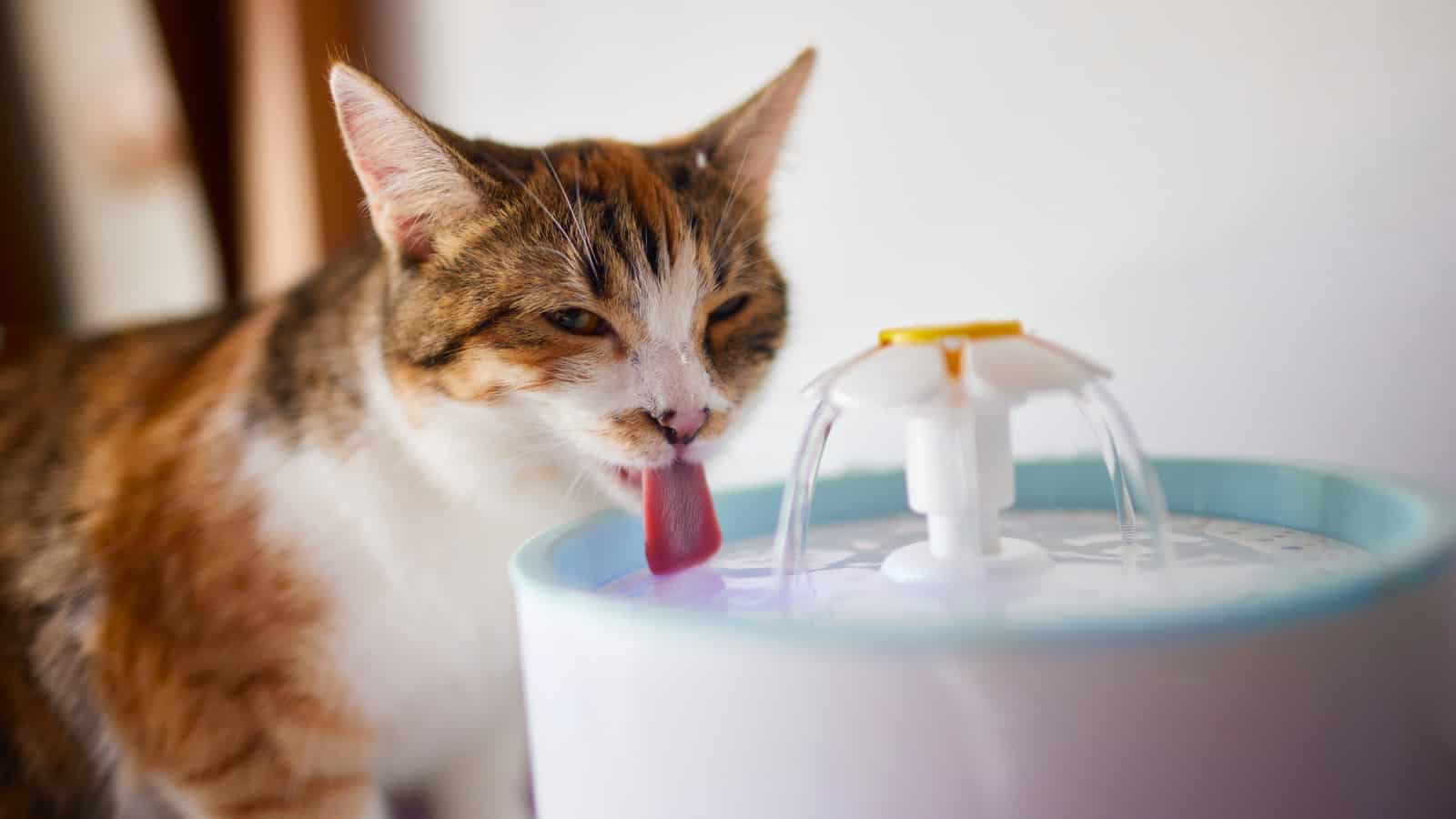 Pet water dispenser with automatic gravity refill