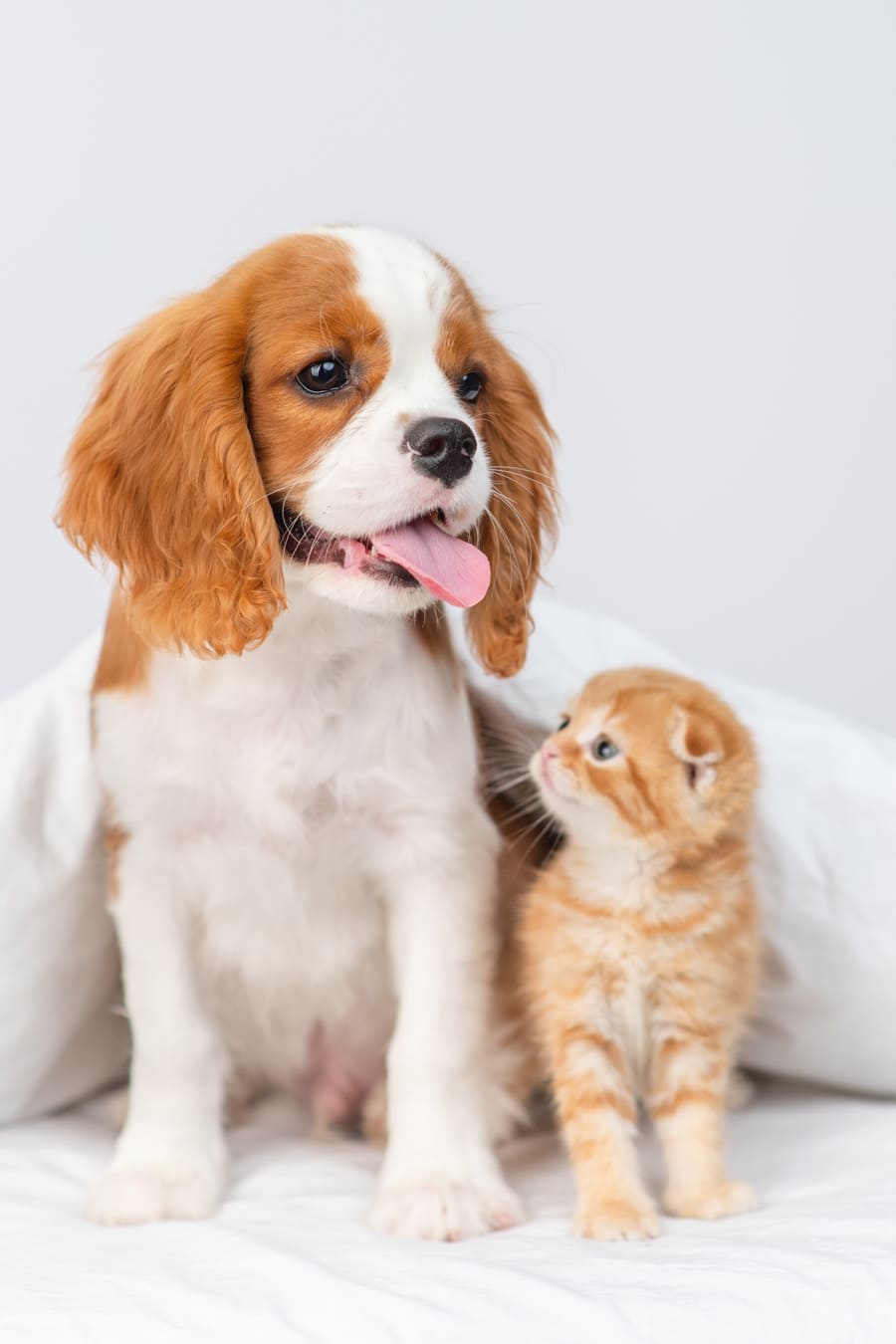 Puppy king charles spaniel sitting on the bed next to a kitten of the scottish breed and looking at him
